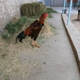 хораз