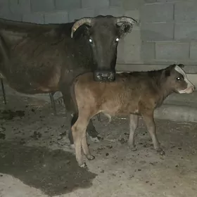 3 goleli sygyr