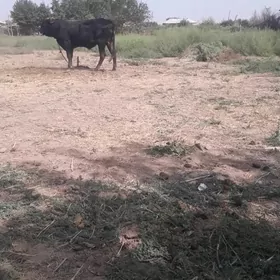 ökiz