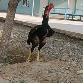 Taşkent horaz