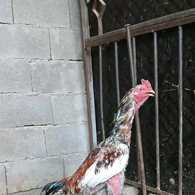 TAŞKENT HORAZ