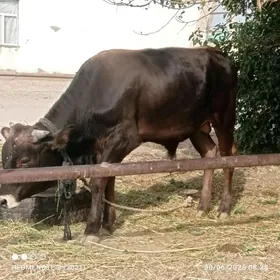 Öküzler