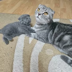 шотландские котята