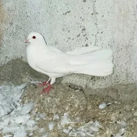 kepteri