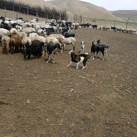 geçiler