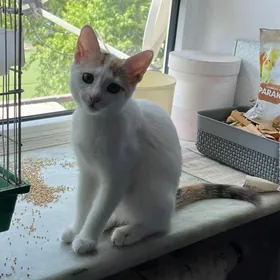 Отдам котенка хорошие руки