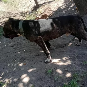 Balu