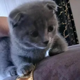 Шотландский вислоухий котенок