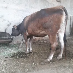 Bakylan sygyr