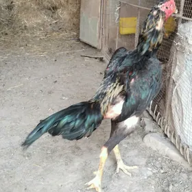 WETNAM