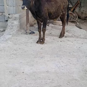 Öküz tüwe