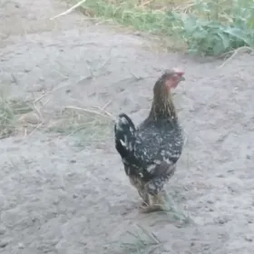 Karlık