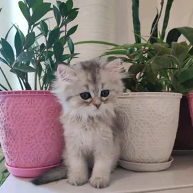 котенок