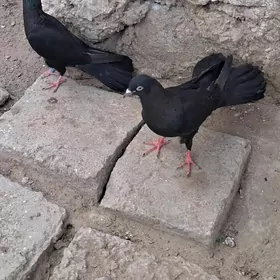 kepderi