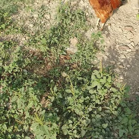 horaz