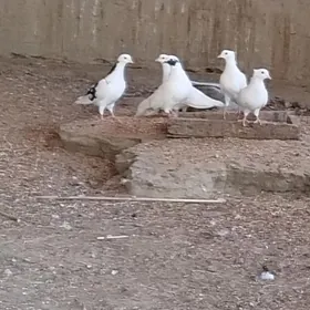 Akja kepderi