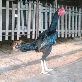 horaz
