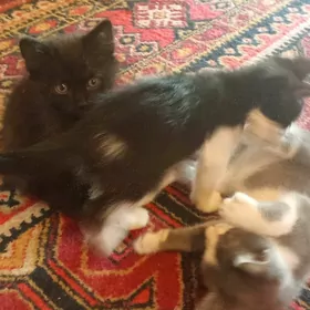 взрослые котята