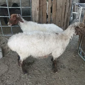 tokly övöv