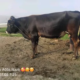 Göle