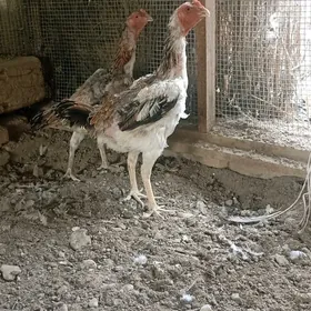 baysok towuklar