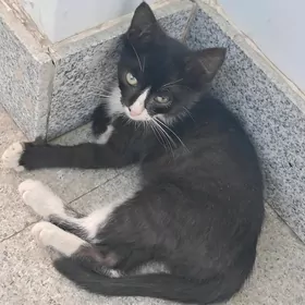 котёнок мальчик