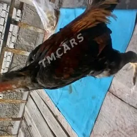 horaz