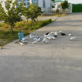 Satlyk Kepderi
