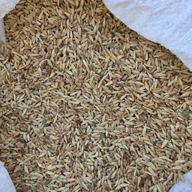 Tritikale