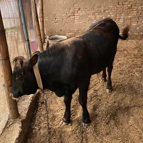 Öküz