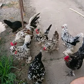 ýaponçik sultanka