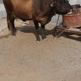 bogaz sygyr
