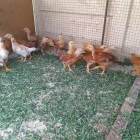 Çùýje