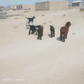geçi cebis tokly guzy