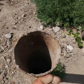 turba