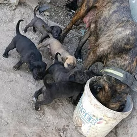 pitbul