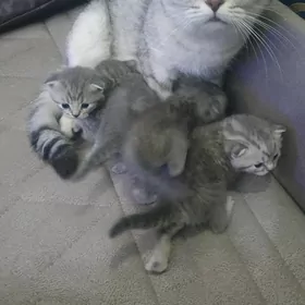 Шотландские котята