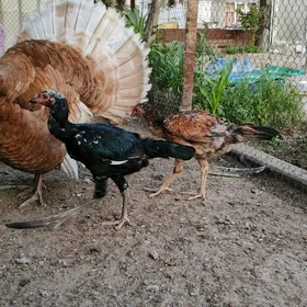 induk erkek