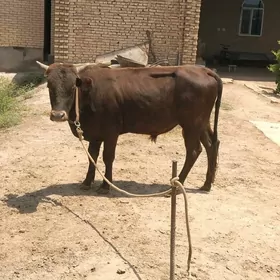 окуз