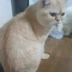 Британец КОТ