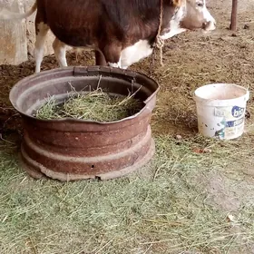 õküz