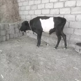 öküzçe