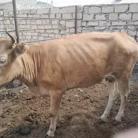 Sygyr