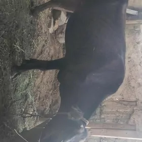sygyr