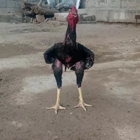 horaz