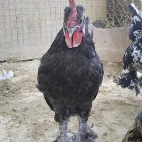 yapon horazlar 3