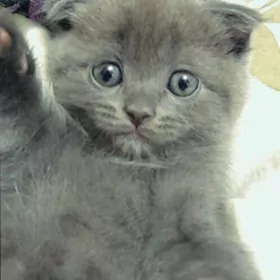шотланские котята