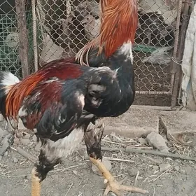 boyes horaz