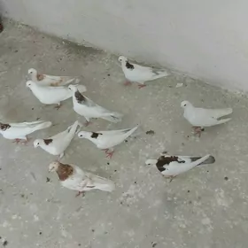 kepderi
