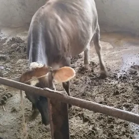 tüwe dakilan